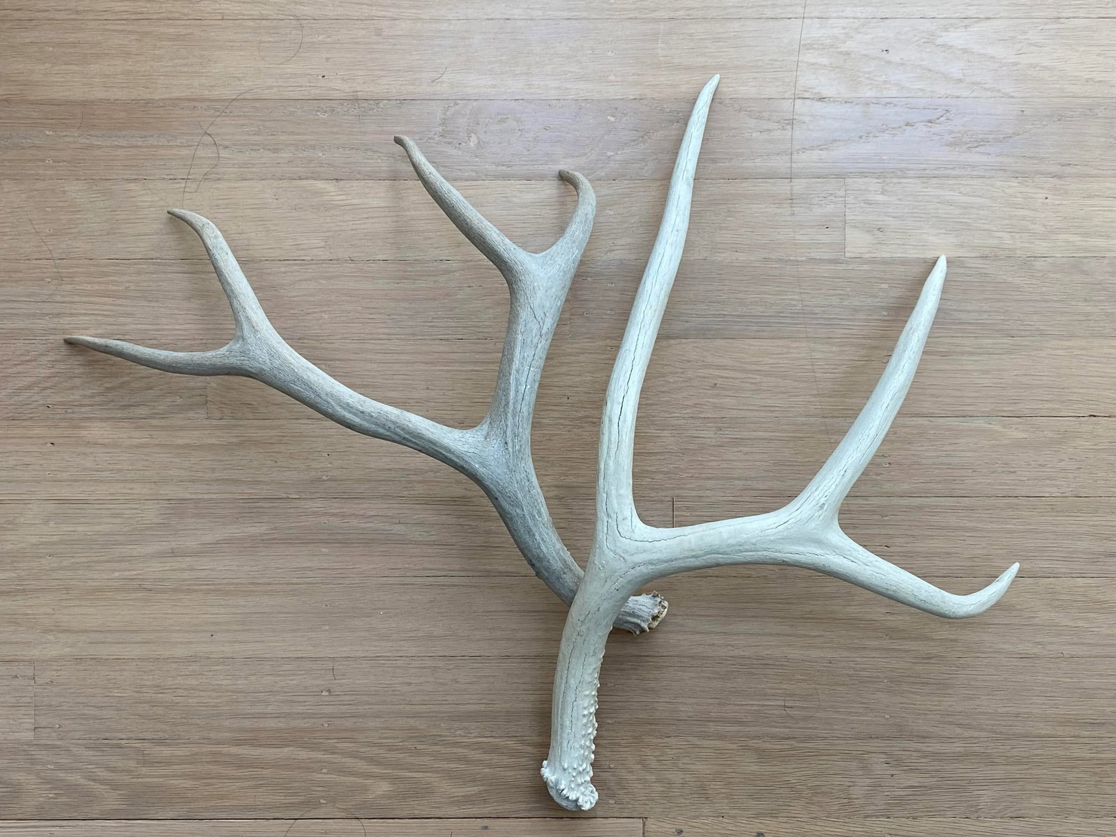 Vintage Natural Deer Antler - a Pair - 2