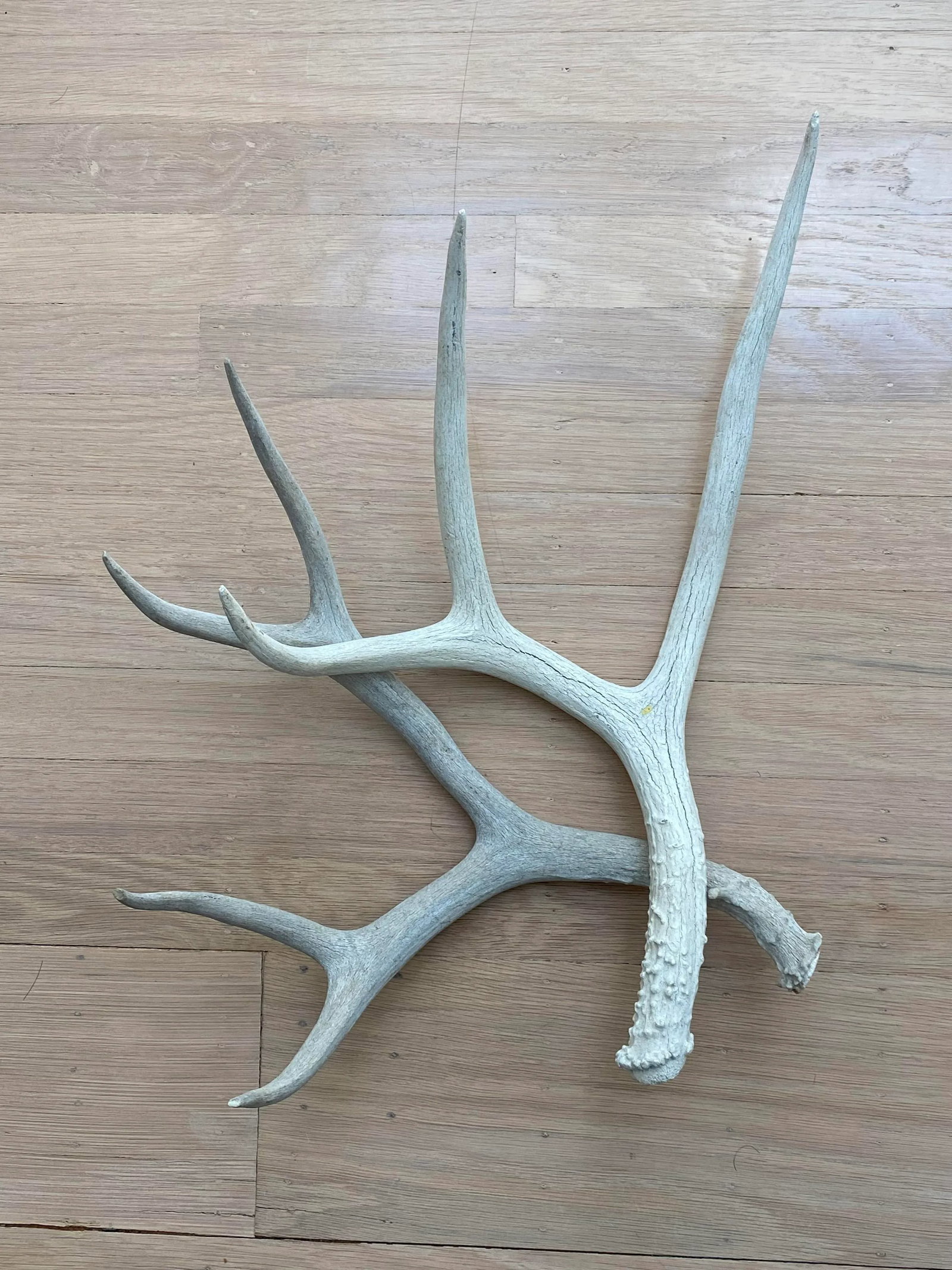 Vintage Natural Deer Antler - a Pair - 3