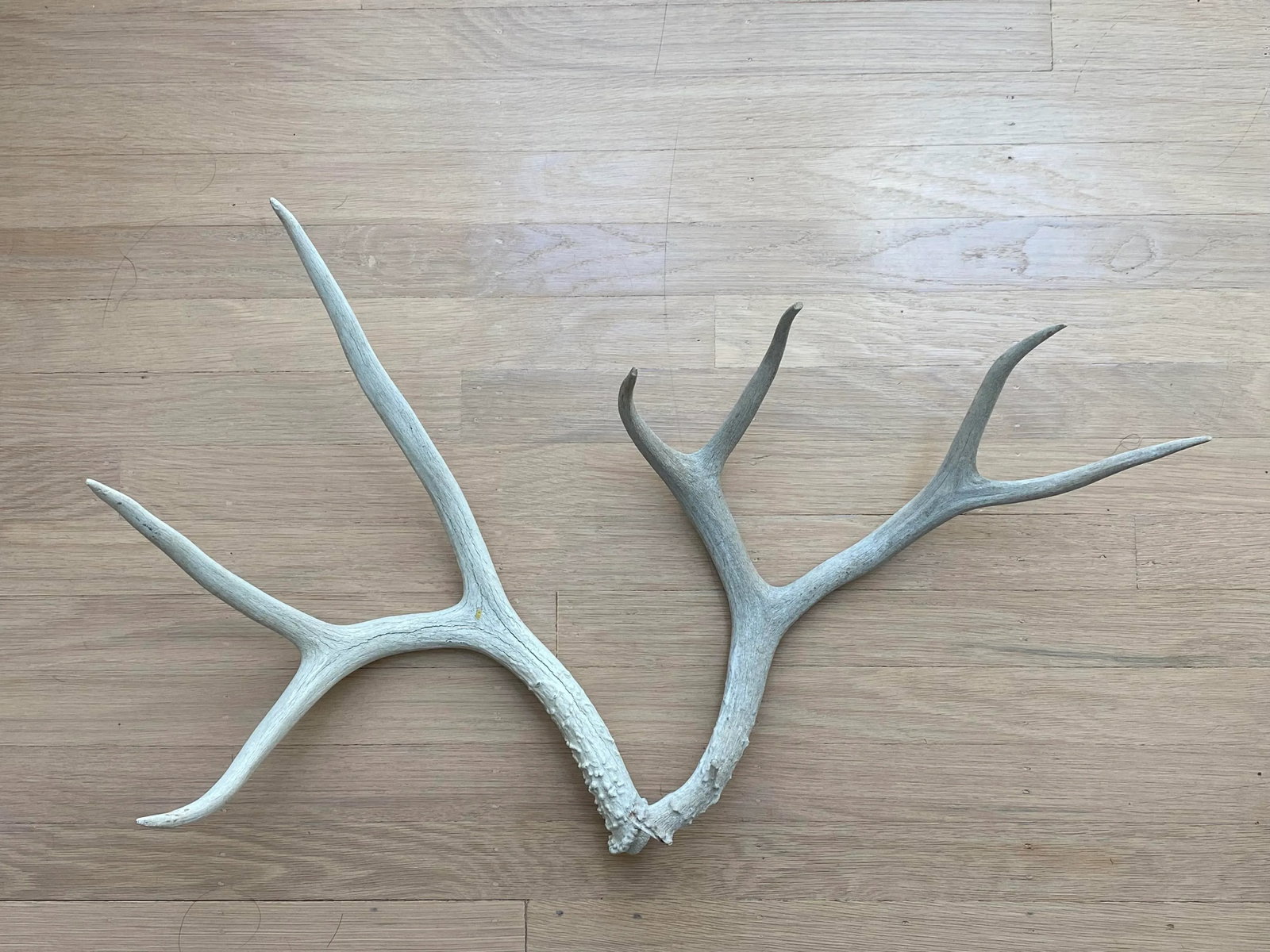 Vintage Natural Deer Antler - a Pair - 4