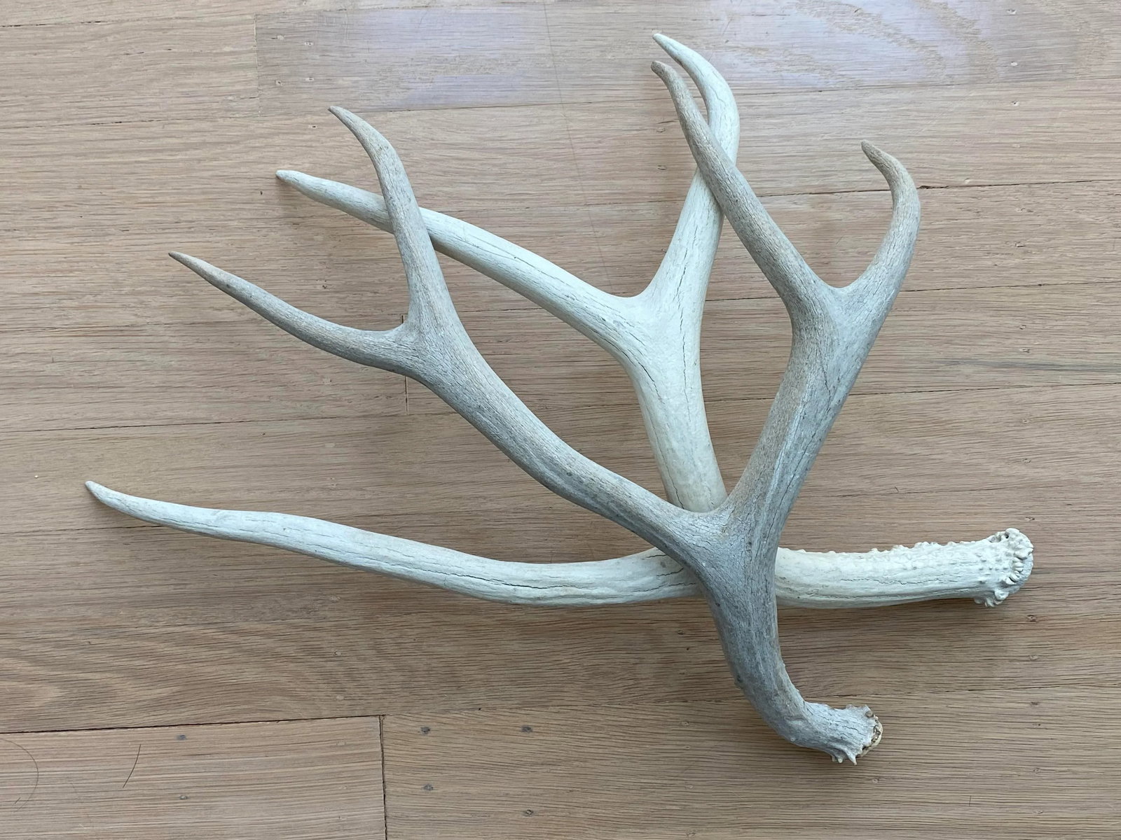 Vintage Natural Deer Antler - a Pair - 5