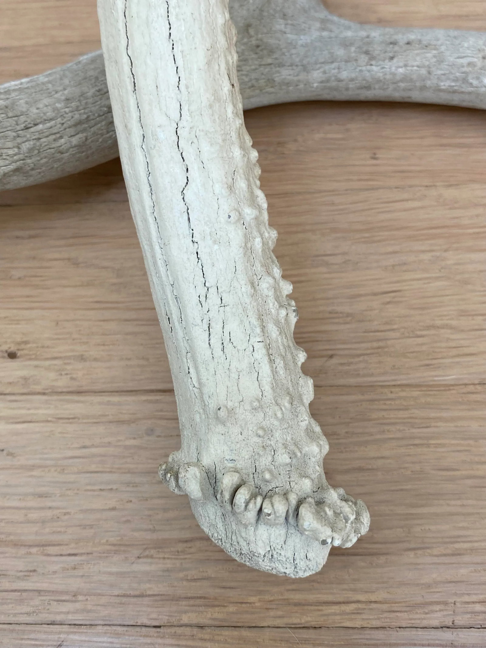Vintage Natural Deer Antler - a Pair - 6