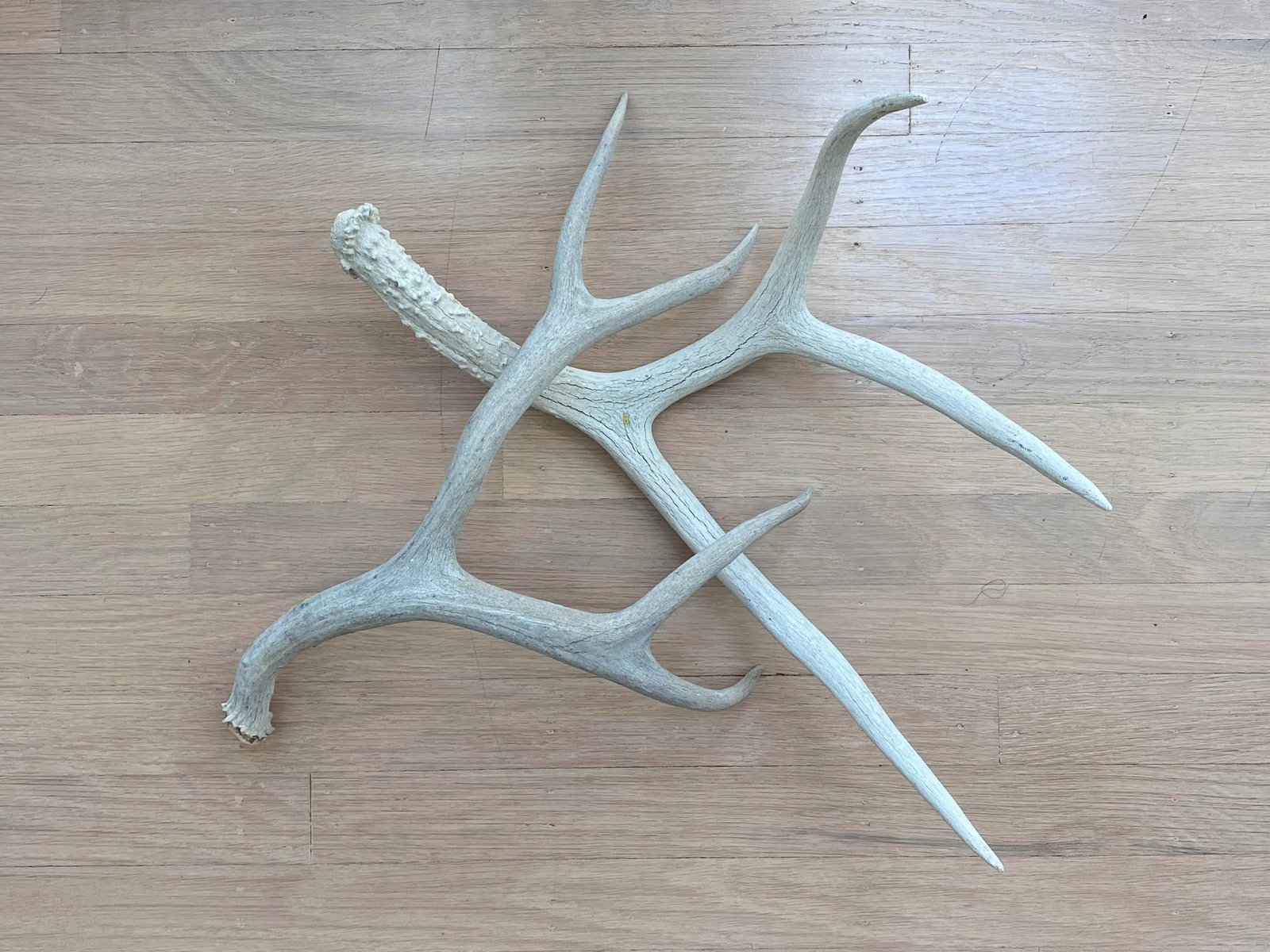 Vintage Natural Deer Antler - a Pair - 7