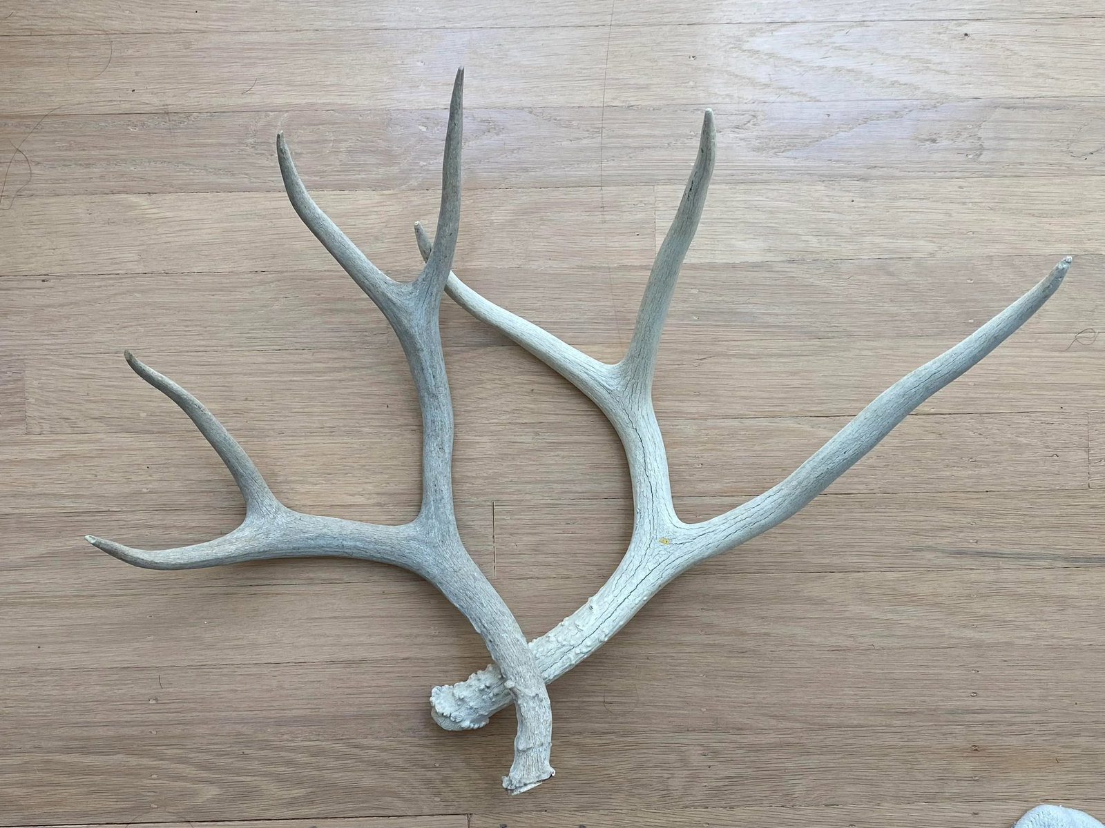 Vintage Natural Deer Antler - a Pair - 8