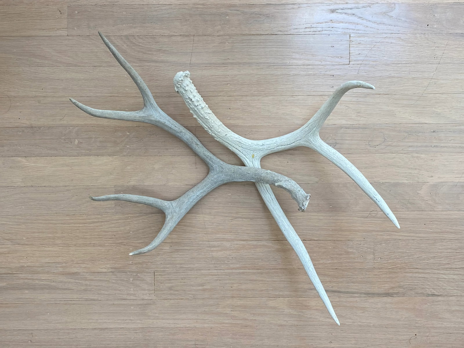Vintage Natural Deer Antler - a Pair - 9