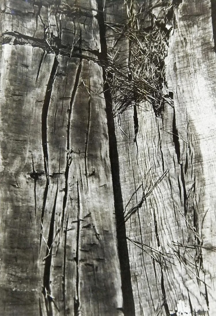 Gallery of Black & White Photographs - Set of 4 - 5