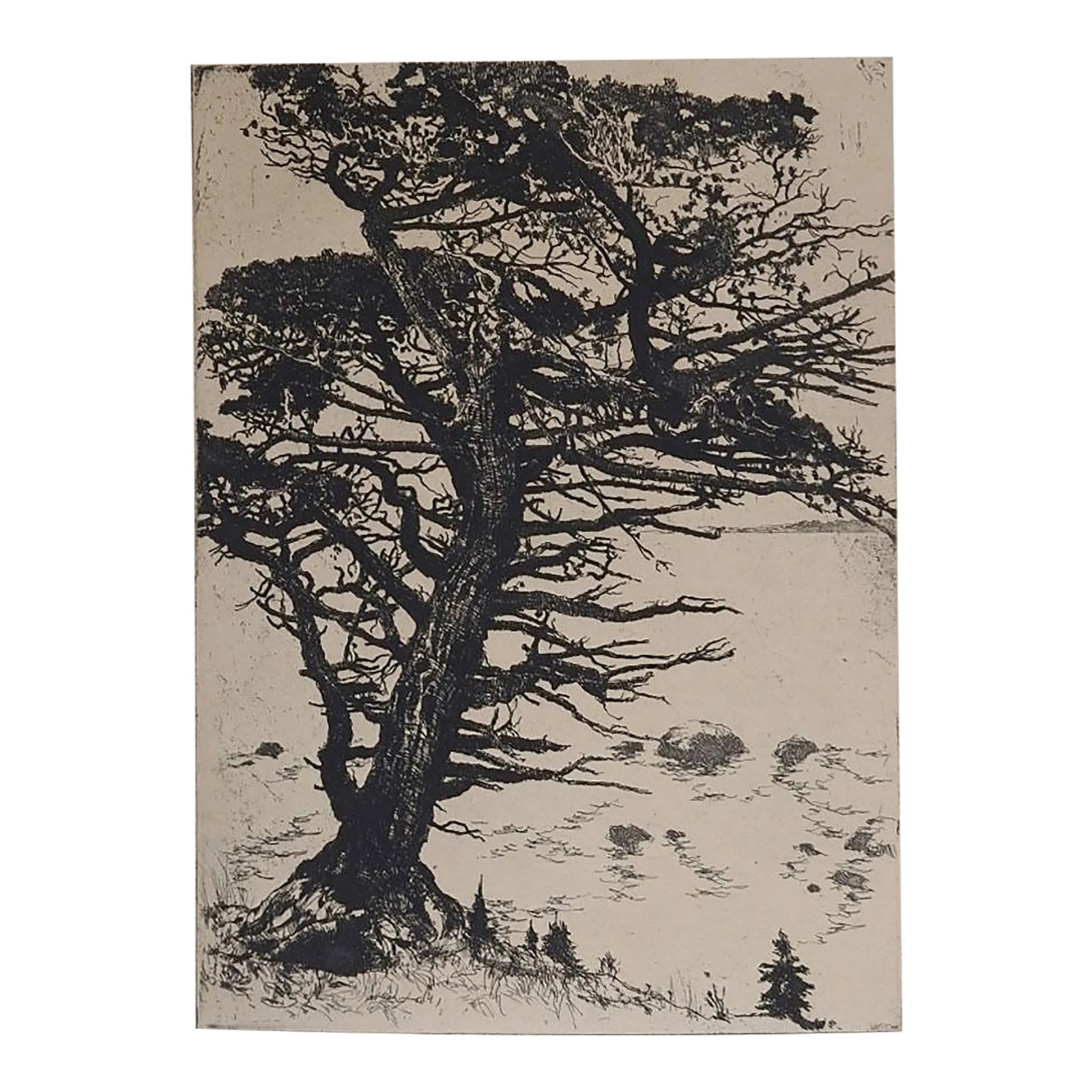 Vintage Mountain Juniper Tree Landscape Etching: Vintage mid 20th century etching on tan paper mountain landscape with juniper tree. Unsigned. Unframed, displayed in mat and backing, opening size 5.5" x 7.5", age toning. Condition: Alterations: Orig