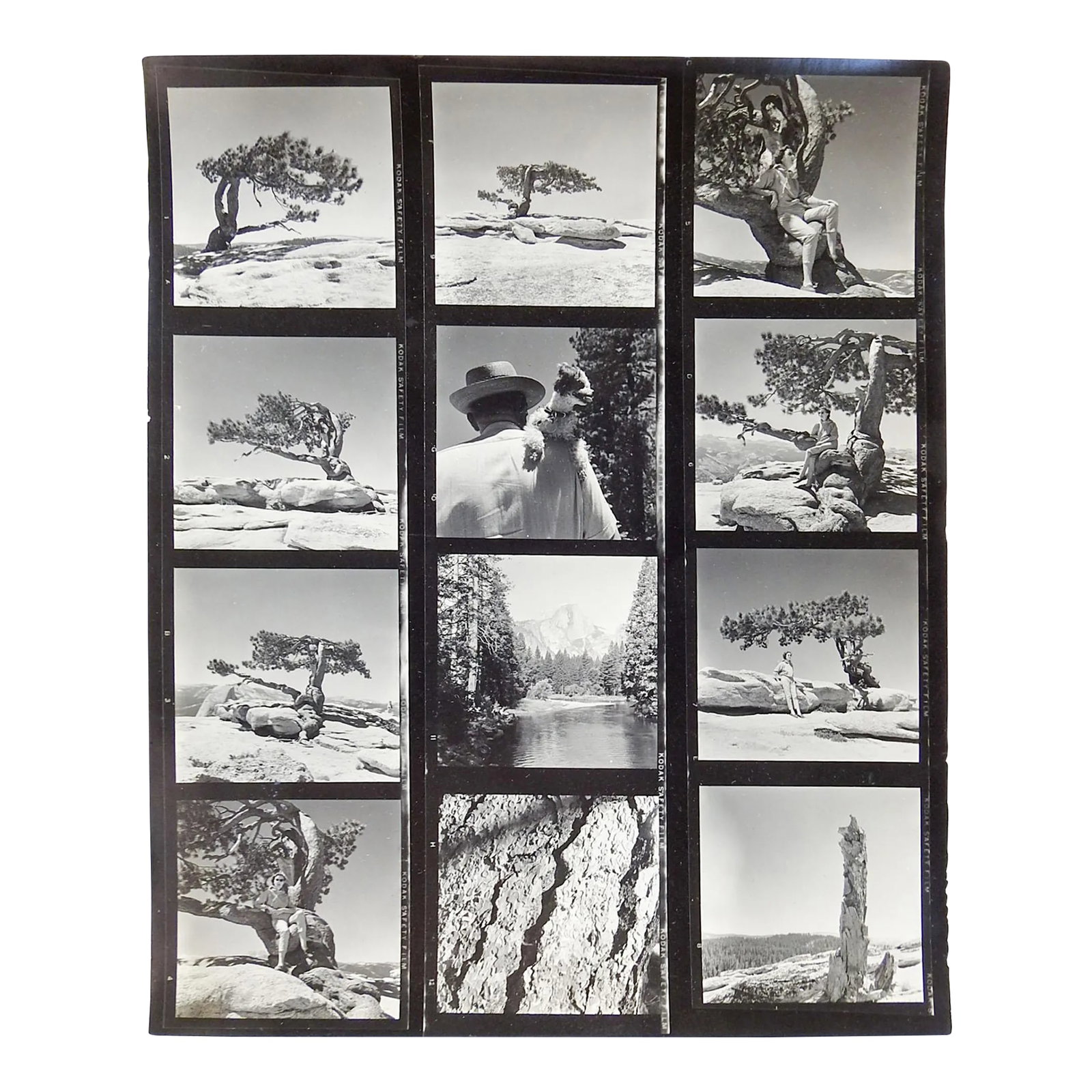 Vintage California Yosemite Contact Sheet Photographs: Photographers contact sheet of 12 photos circa 1950's. Photographer unknown but very good, Kodak Safety Film. Pictures include Jeffery Pine at Sentinal Dome, Yosemite, California. Each photo is 2.25"