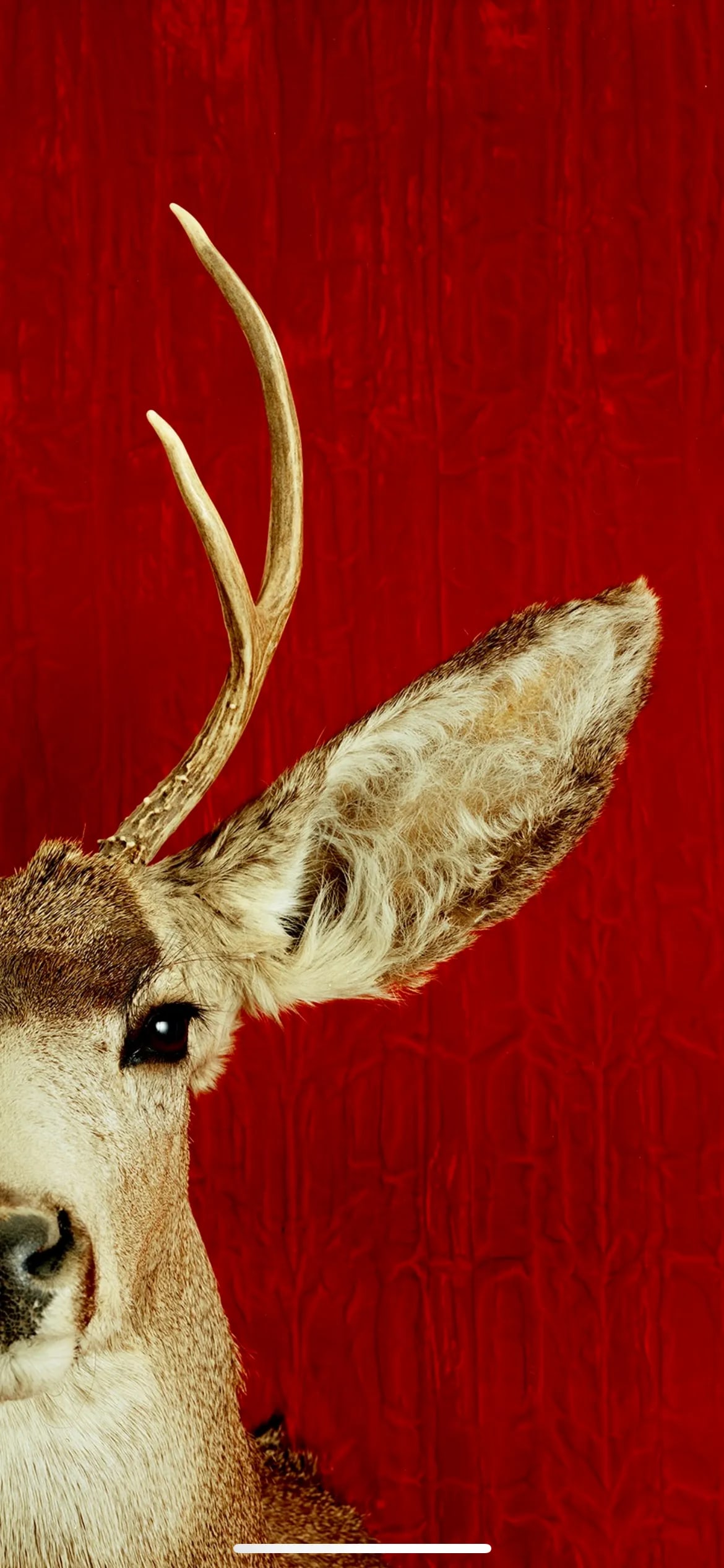 Deer Portrait Cibachrome Print by Tasha Ostrander (American, Born 1962) - 10