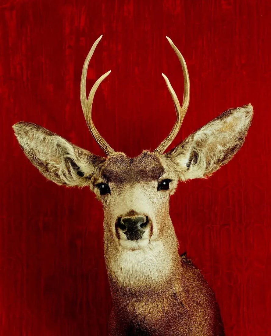 Deer Portrait Cibachrome Print by Tasha Ostrander (American, Born 1962): This magnificent deer portrait cobachrome print really speaks for itself. The definition of its features is remarkable for its technical achievement. This stunning piece is by Santa Fe artist, Tasha