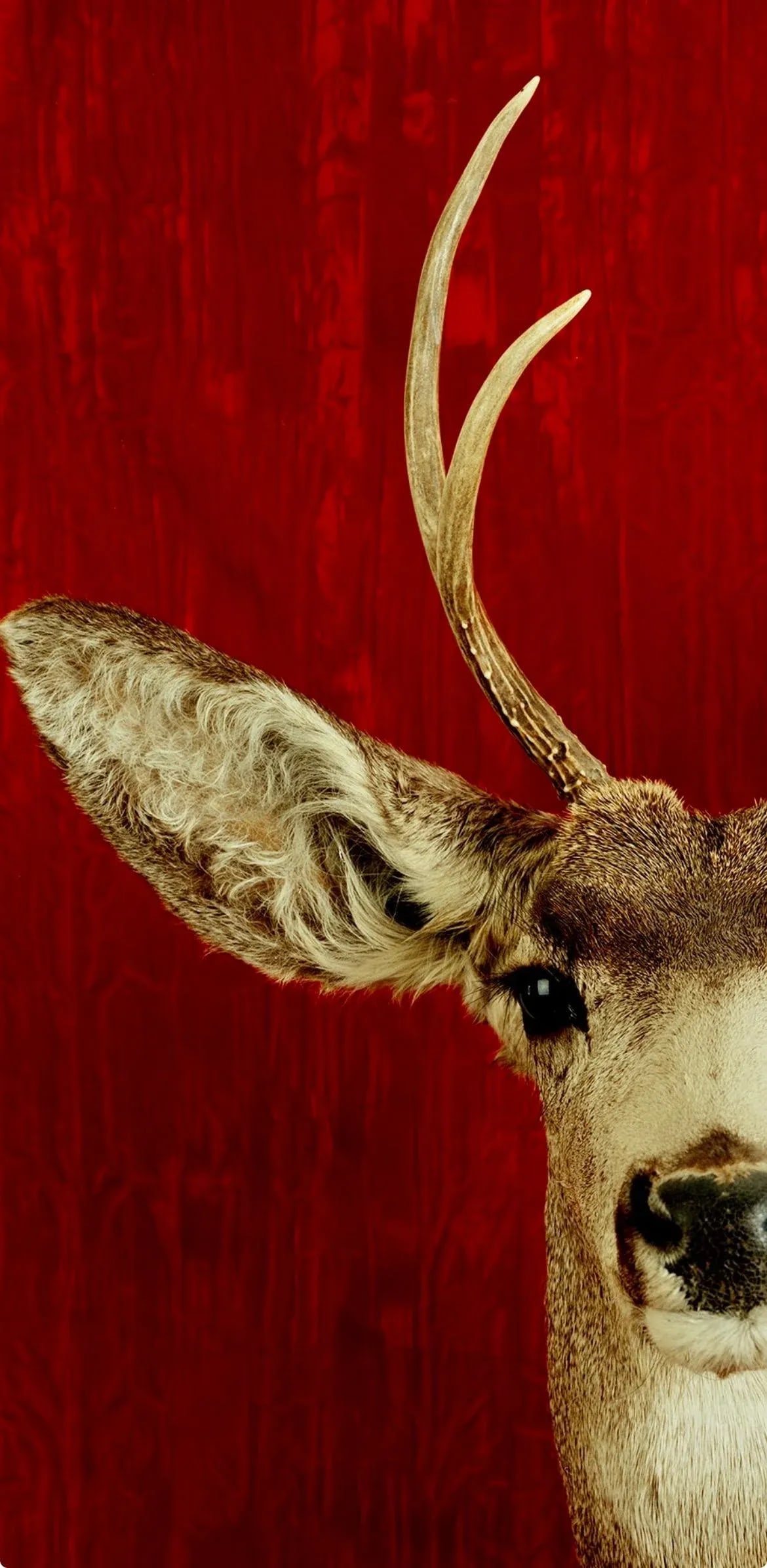 Deer Portrait Cibachrome Print by Tasha Ostrander (American, Born 1962) - 3