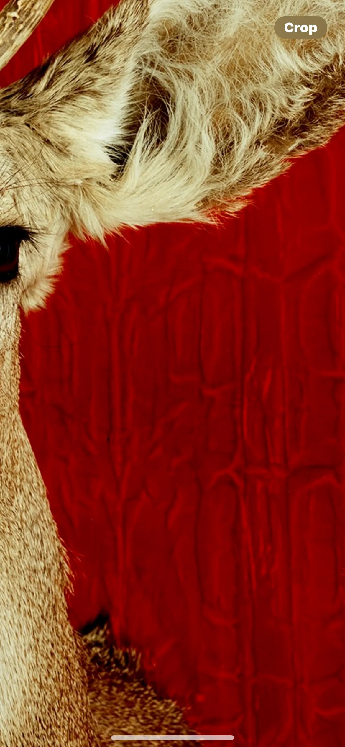 Deer Portrait Cibachrome Print by Tasha Ostrander (American, Born 1962) - 5