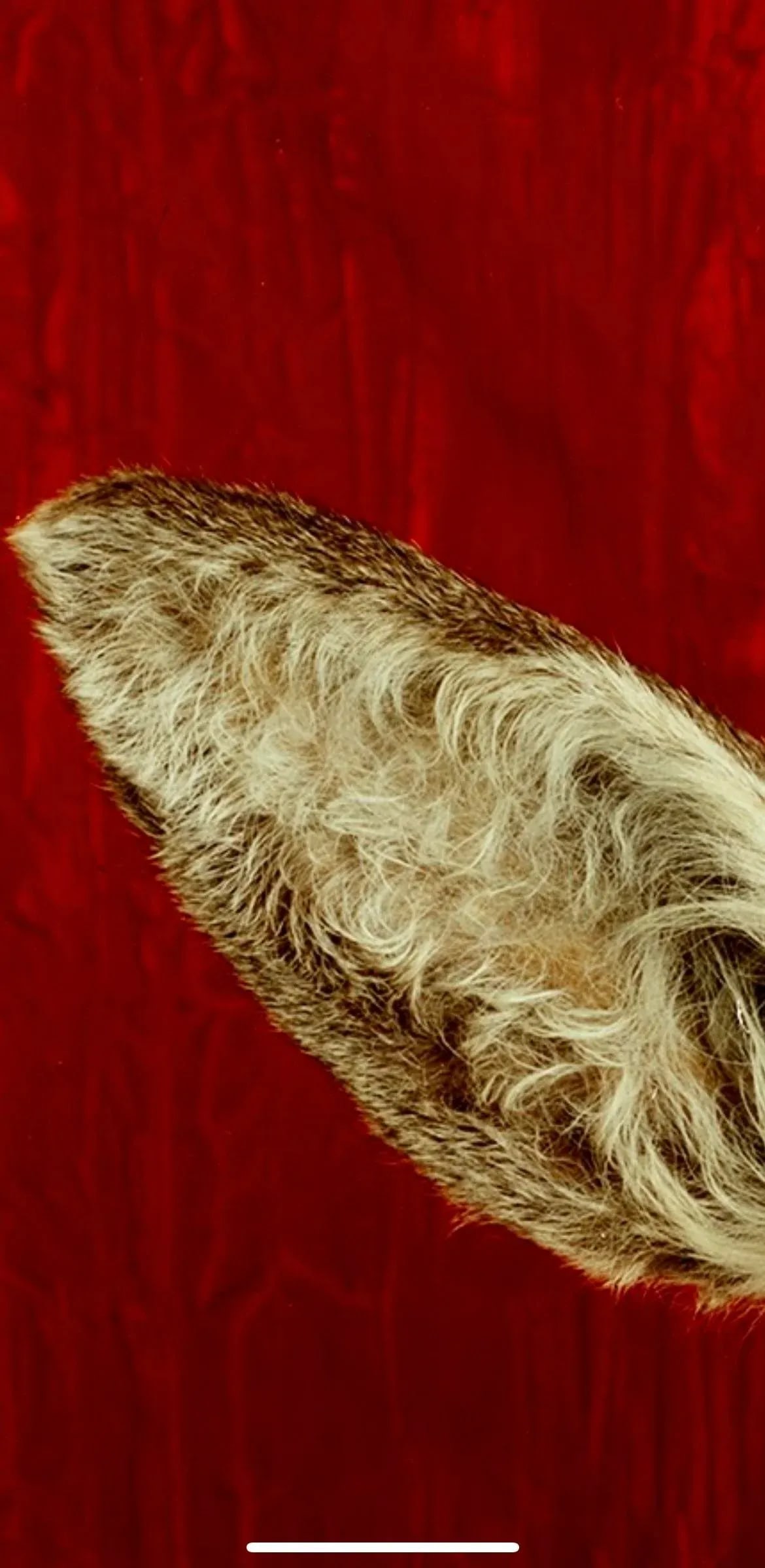 Deer Portrait Cibachrome Print by Tasha Ostrander (American, Born 1962) - 6