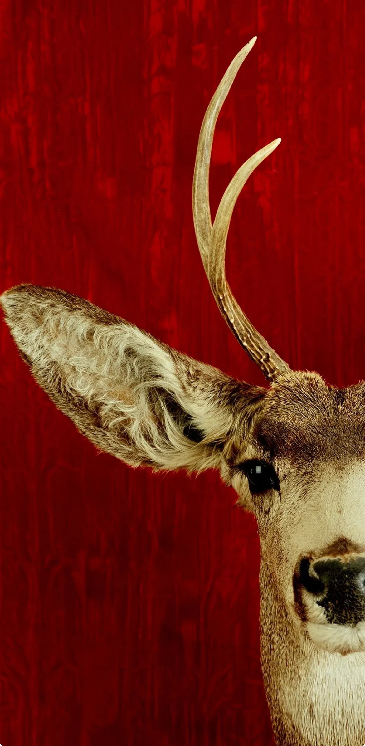 Deer Portrait Cibachrome Print by Tasha Ostrander (American, Born 1962) - 7