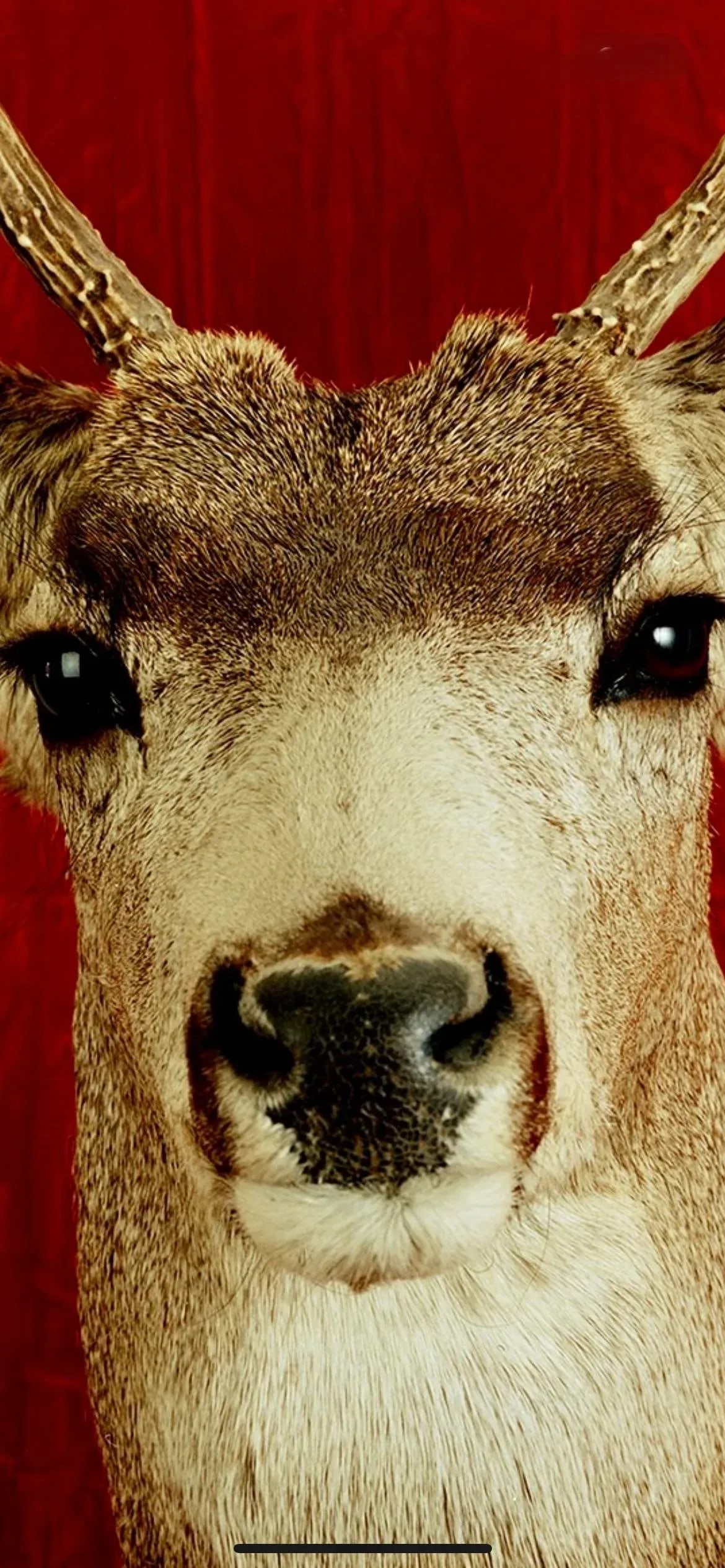 Deer Portrait Cibachrome Print by Tasha Ostrander (American, Born 1962) - 8