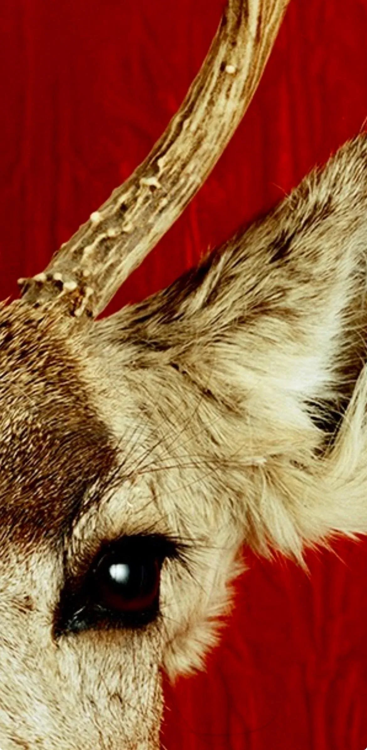 Deer Portrait Cibachrome Print by Tasha Ostrander (American, Born 1962) - 9