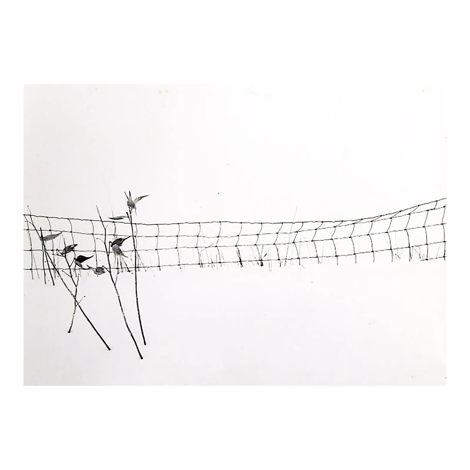 Late 20th Century Photograph Wire Fence in Snow (1 of 2)