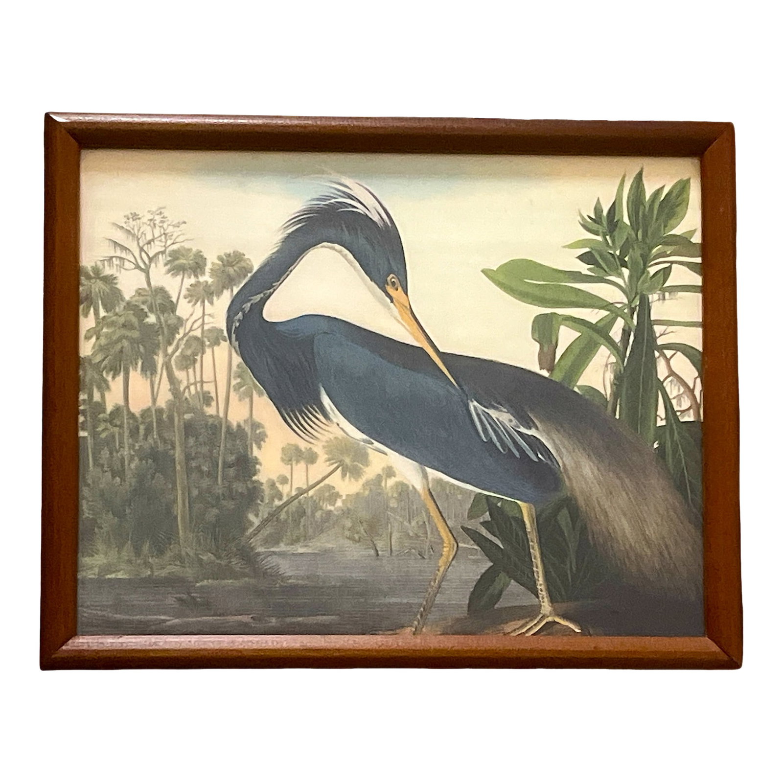 Framed Audubon "Louisiana Heron" Print - Vintage Natural History Art: Beautifully framed Audubon "Louisiana Heron" (Blue Heron) print, rich in detail and color. This classic ornithological study captures John James Audubon's mastery of form, movement, and atmospheric