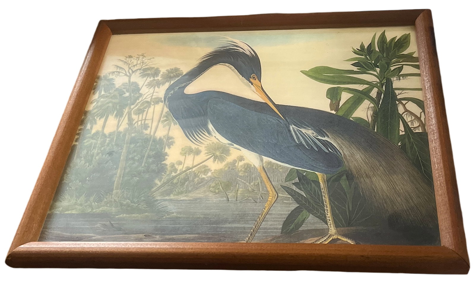 Framed Audubon "Louisiana Heron" Print - Vintage Natural History Art - 2