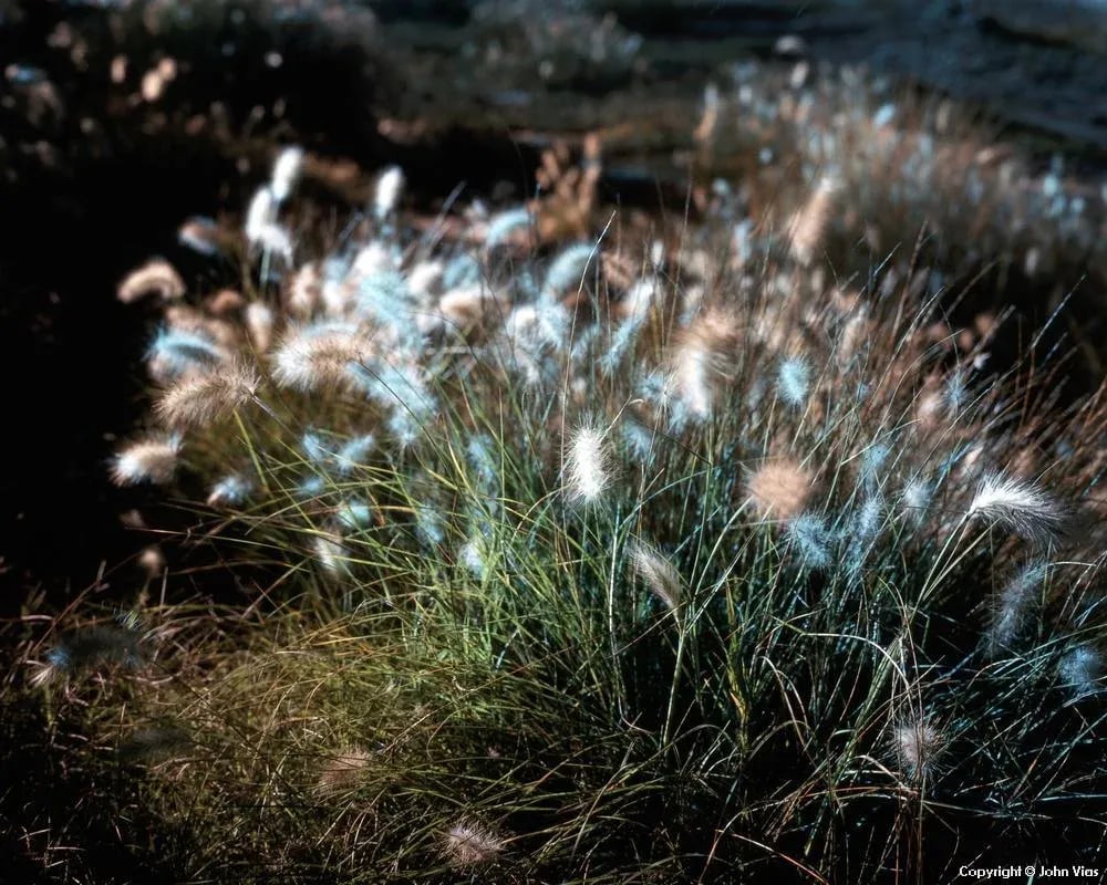Contemporary Night Photograph "Fuzzy" by John Vias: Note from the artist, John Vias: "These weeds (?) were growing near railroad tracks and are lit by the lights of a huge parking lot on the left. Nature asserts itself wherever we give it a chance."