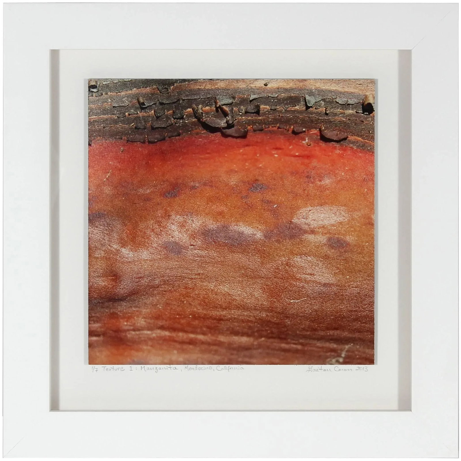 Gaetan Caron "Texture 1: Manzanita" Framed Mendocino Photograph, 2013 2013 - 2