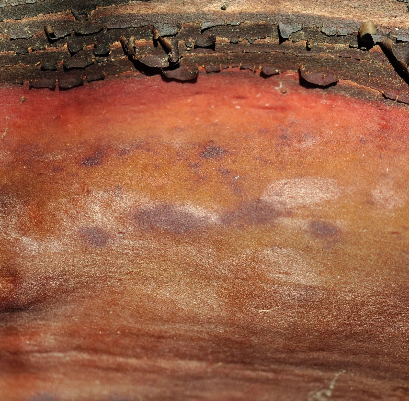Gaetan Caron "Texture 1: Manzanita" Framed Mendocino Photograph, 2013 2013 - 5