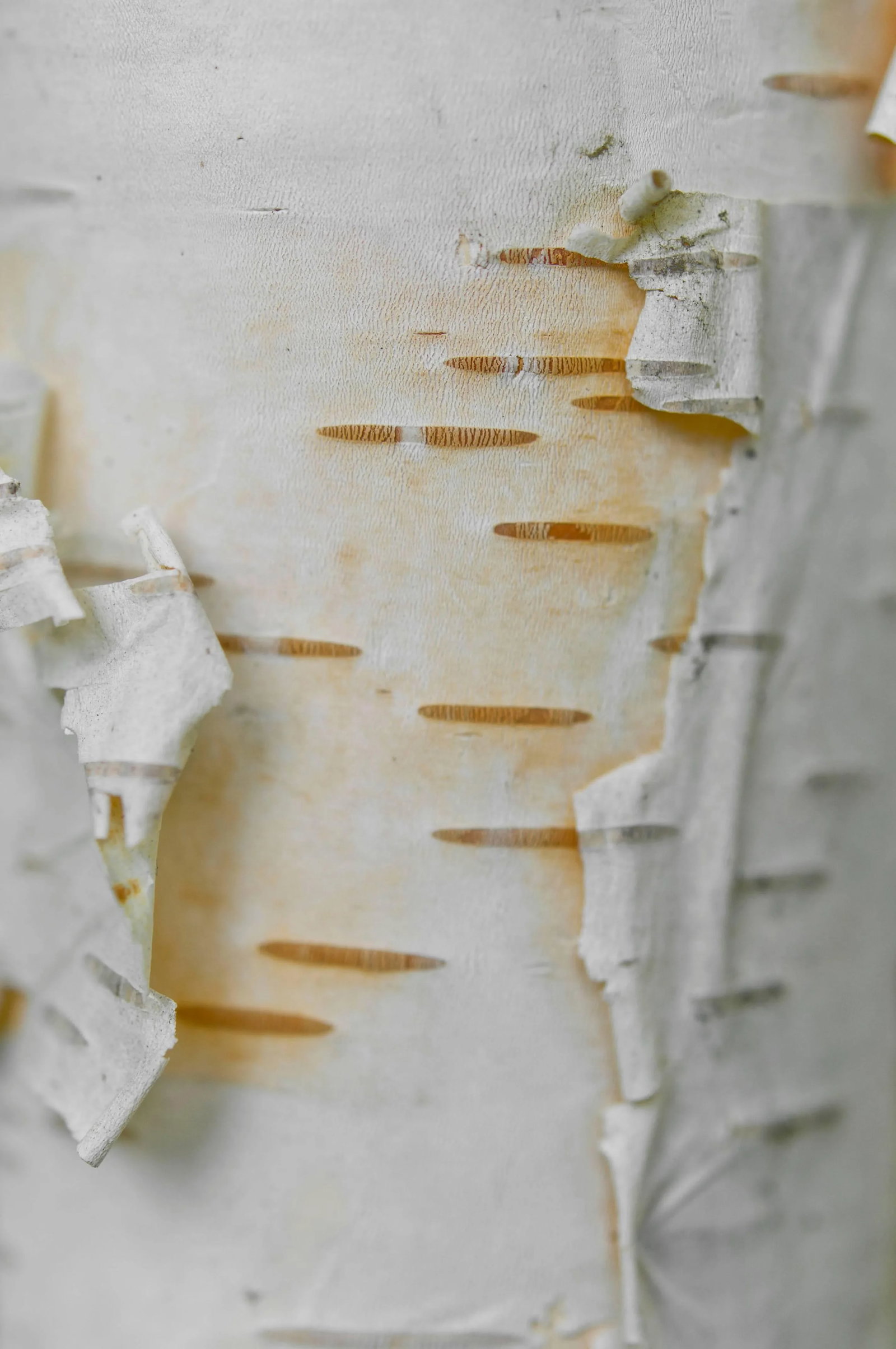 Gaetan Caron "Bouleau Blanc (White Birch)" Lac Perkins, Quebec, Framed Photo 2014: "Bouleau blanc (White Birch)", Quebec, Canada abstract, 2014 archival photograph on Hahnemuhle Fine Art Pearl paper. Contemporary Mendocino/Bay Area artist, Gaetan Caron (b. 1964), co-founder of Lost 