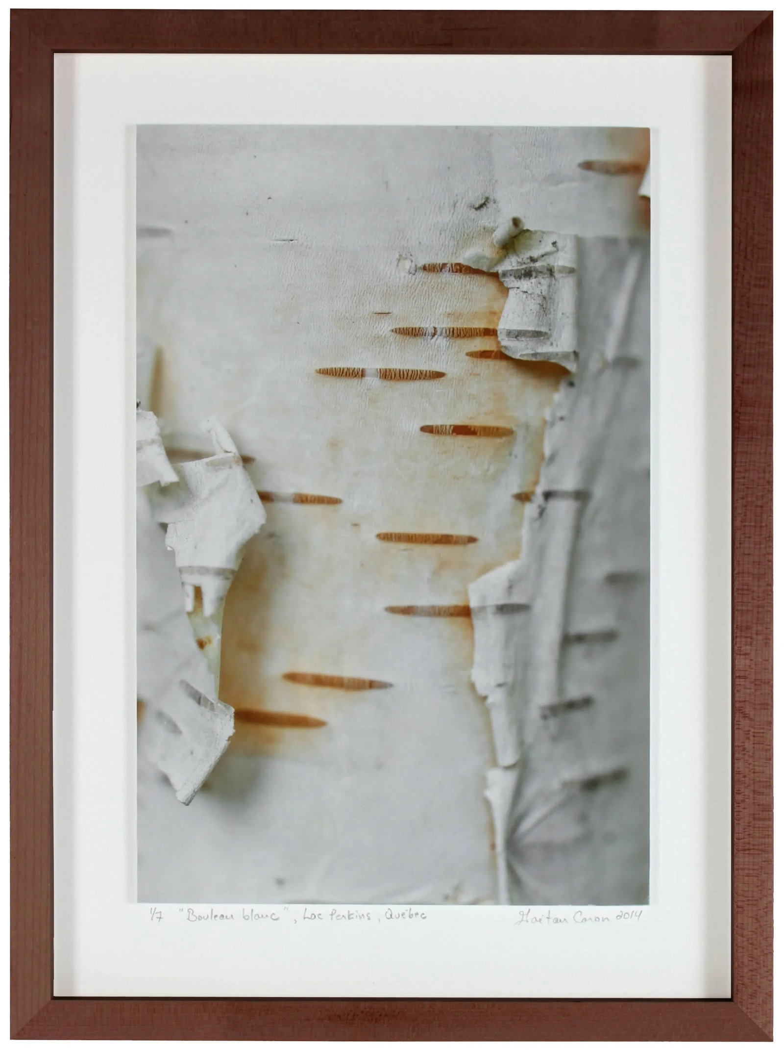 Gaetan Caron "Bouleau Blanc (White Birch)" Lac Perkins, Quebec, Framed Photo 2014 - 2