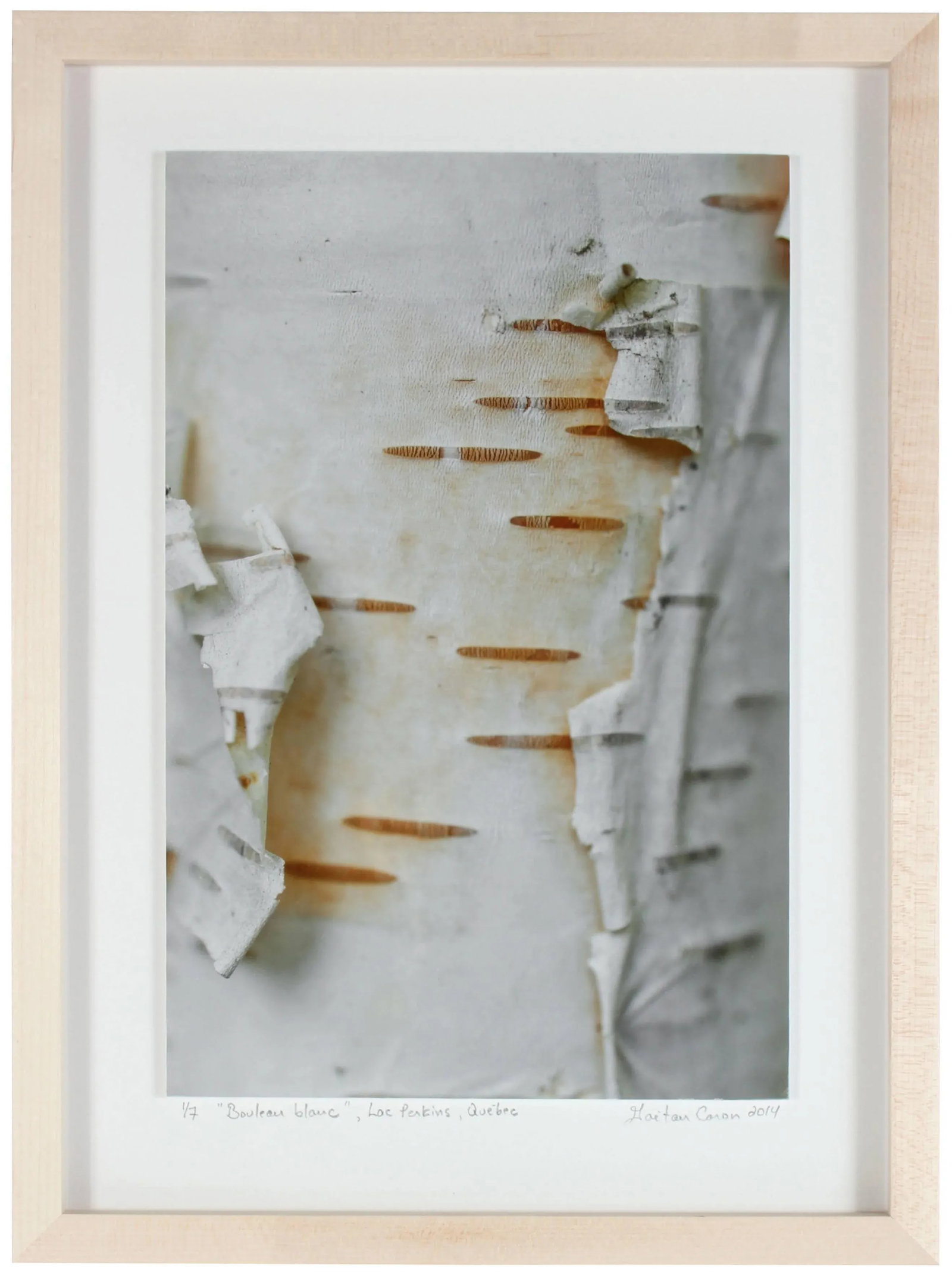 Gaetan Caron "Bouleau Blanc (White Birch)" Lac Perkins, Quebec, Framed Photo 2014 - 3