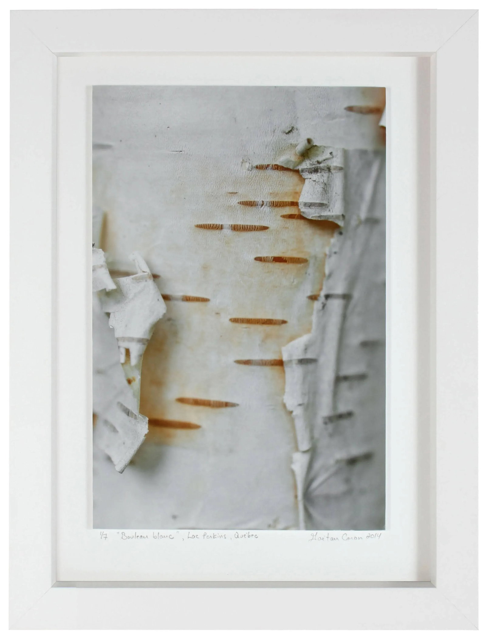 Gaetan Caron "Bouleau Blanc (White Birch)" Lac Perkins, Quebec, Framed Photo 2014 - 4
