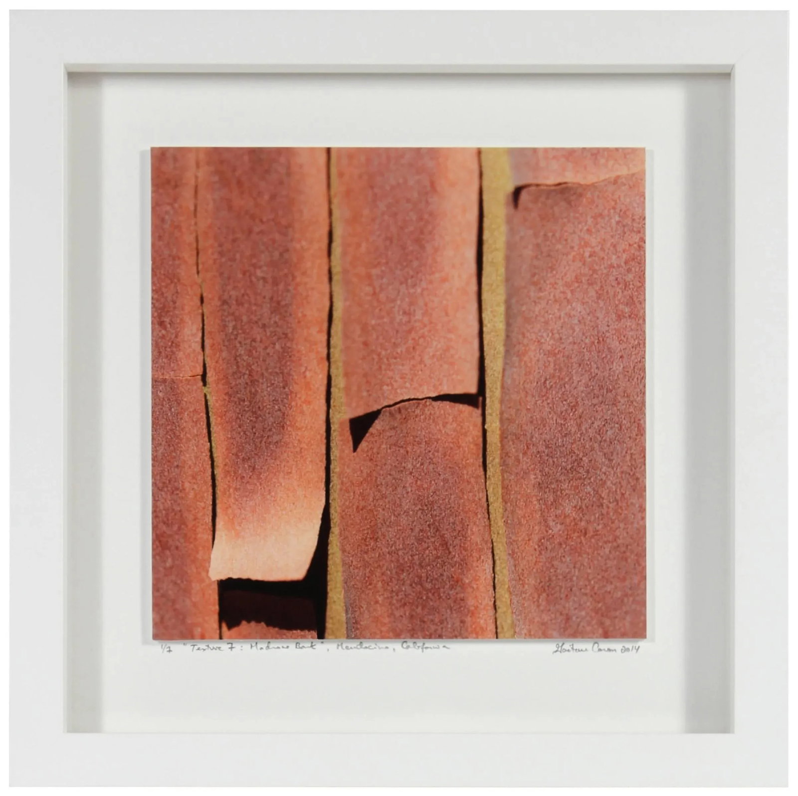 Gaetan Caron "Texture 5: Madrone Bark" Mendocino, California 2014 - 2