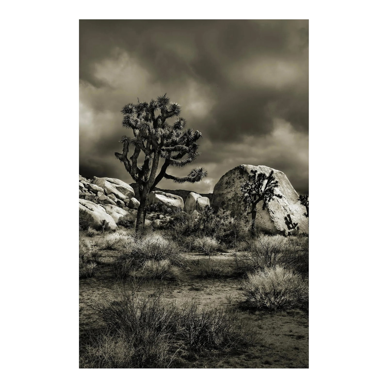 42" Glenn Daidone Signed Imited Edition Photographic Print / Desertscape / Joshua: This is a made to order photographic print in an edition size of 10. The image is printed on a thick, toothy watercolor vellum that absorbs the ink beautifully creating rich, luscious tones. 42" is it