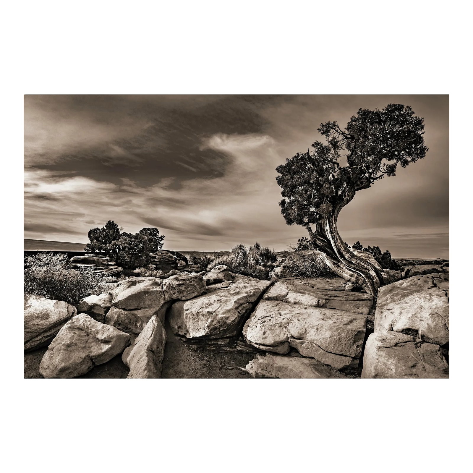 42" Signed, Limited Edition Photographic Print by Glenn Daidone / Desertscape / Landscape / Black an: "Defiant Tree" This is a signed photograph in an edition of 10. The image is sepia toned and printed on a toothy watercolor vellum that absorbs the ink creating rich, luscious tones. This print is