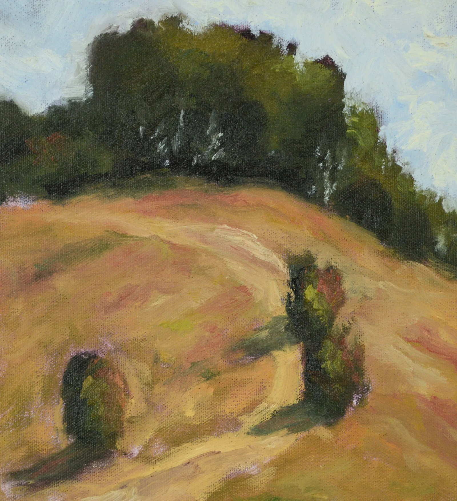 Picchetti Ranch Hilltop Oak Tree Trail, Bay Area California Landscape - 5