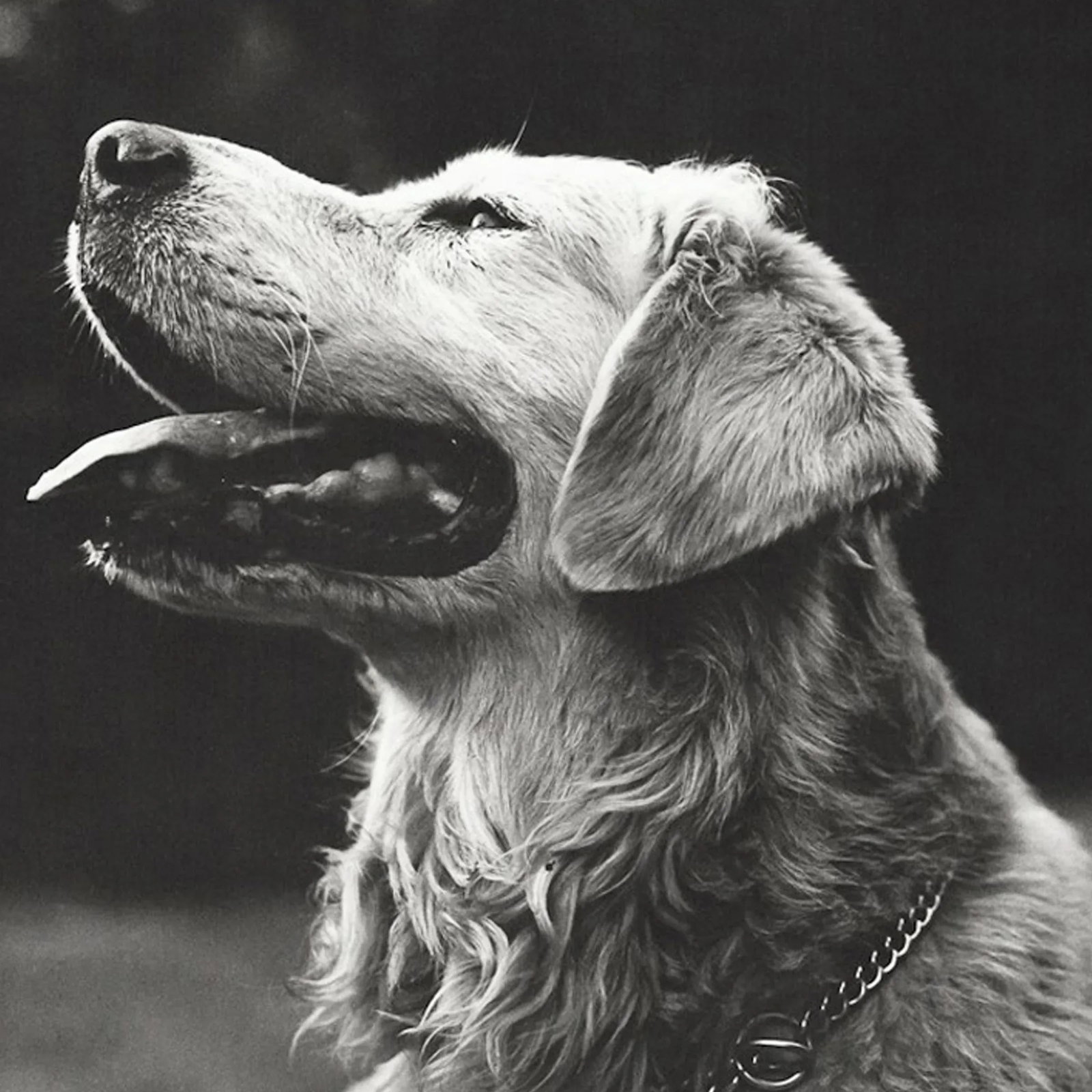 Rowdy, a Framed Photograph by Bruce Weber - 4