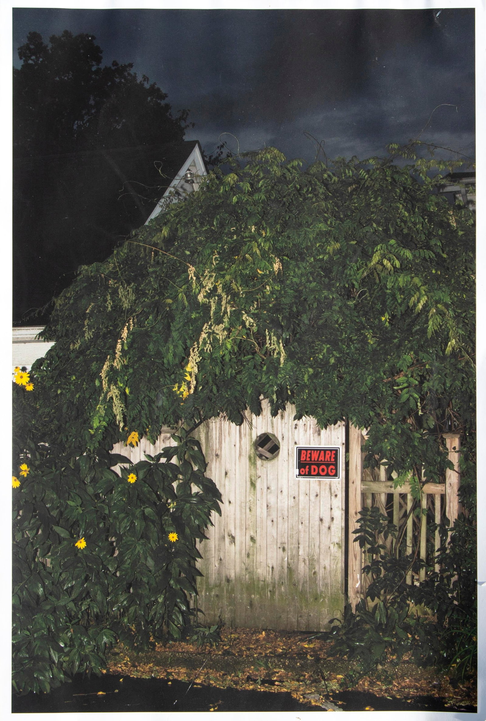 Ema T, Inkjet Print, Beware of Dog: Artist: Ema T. (formerly Tyler Chaplin) Medium: Inkjet print, signed, titled and dated in pen on verso Year: 2017 Image Size: 18.5 x 12.25 inches Paper Size: 19 inches x 13 inches Color photograph