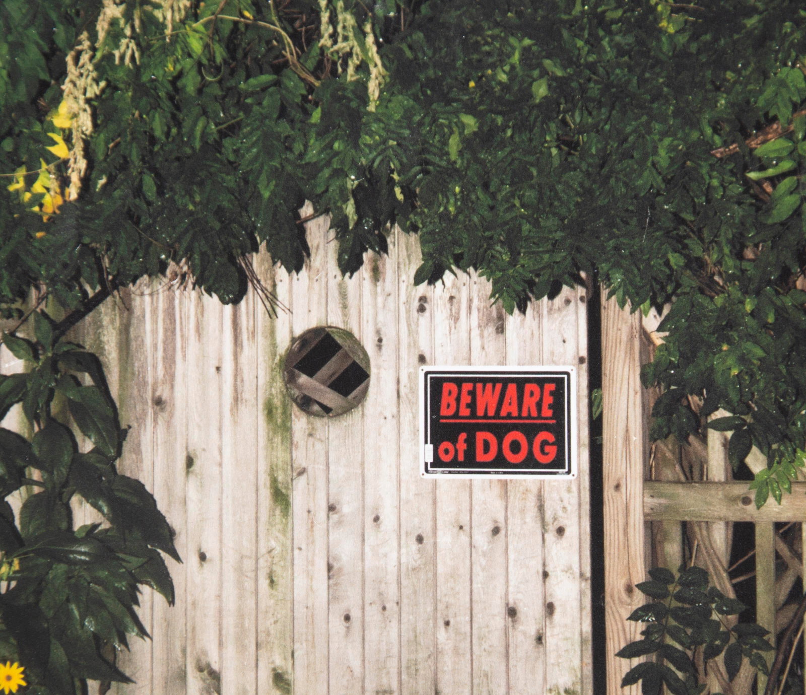 Ema T, Inkjet Print, Beware of Dog - 3