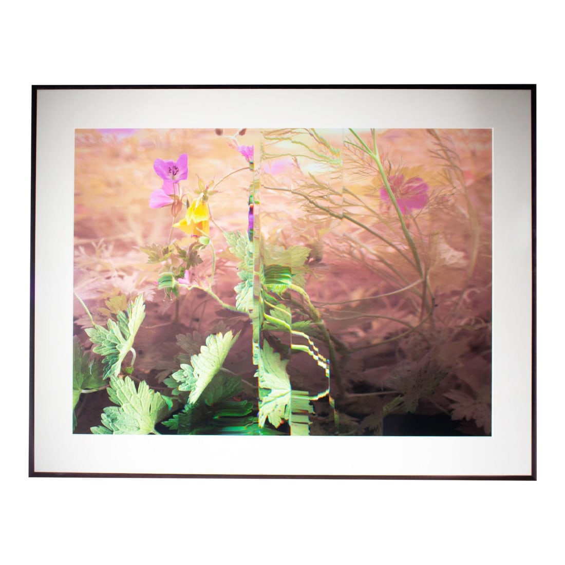 2011 "Wild Geranium - Geranium Maculatum" Archival C-Print Photograph by Bruce Checefsky: An archival c-print by the American photographer Bruce Checefsky (born 1957). Titled "Wild Geranium - Geranium Maculatum," this photograph depicts a wild geranium in pink, yellow, and green