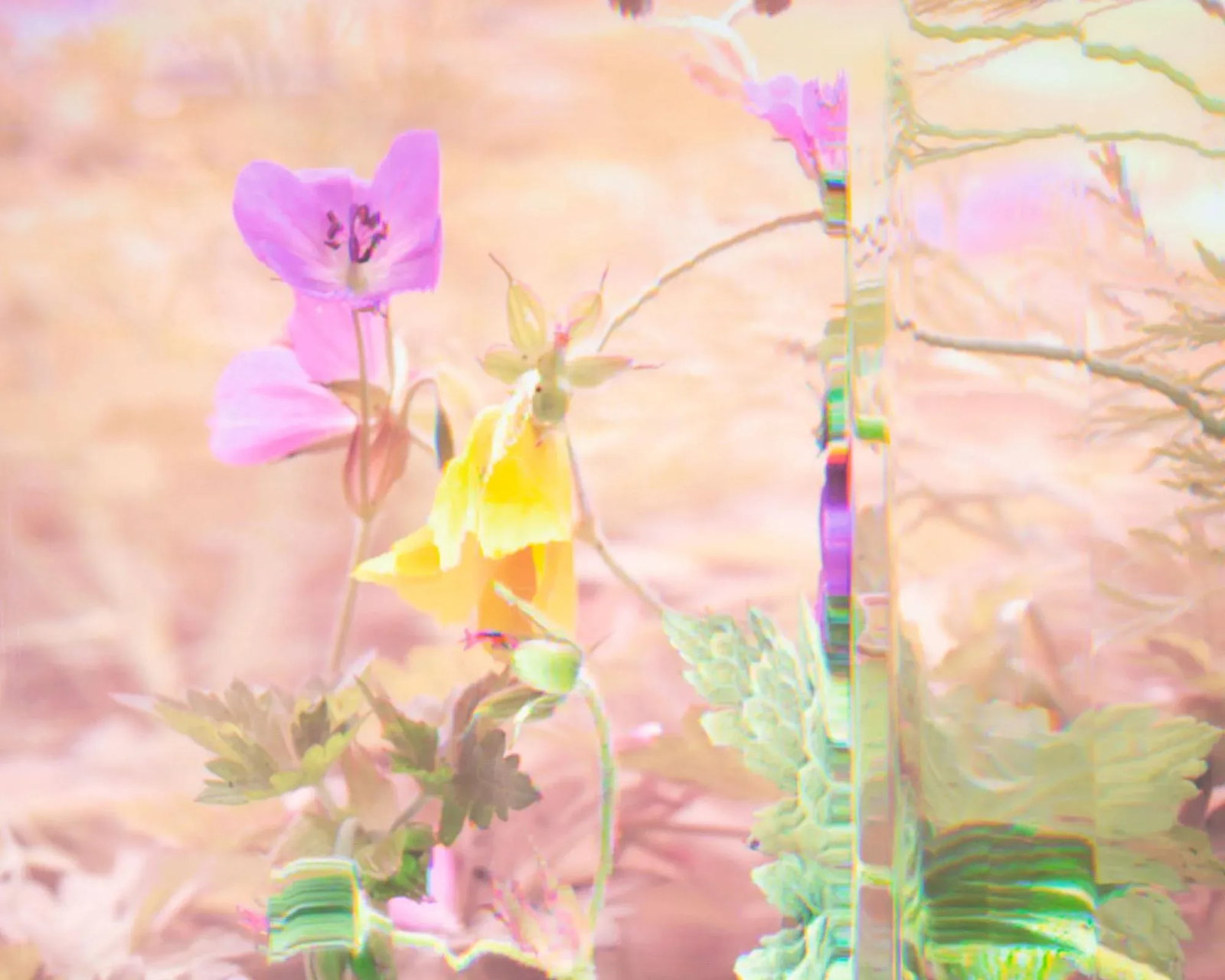 2011 "Wild Geranium - Geranium Maculatum" Archival C-Print Photograph by Bruce Checefsky - 2
