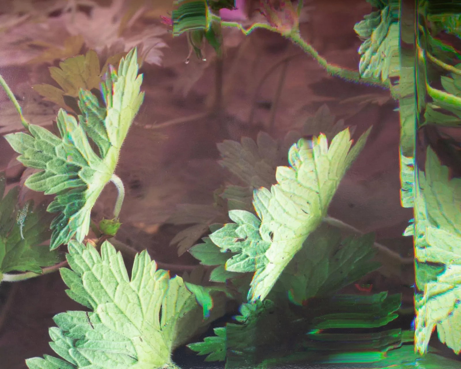 2011 "Wild Geranium - Geranium Maculatum" Archival C-Print Photograph by Bruce Checefsky - 5