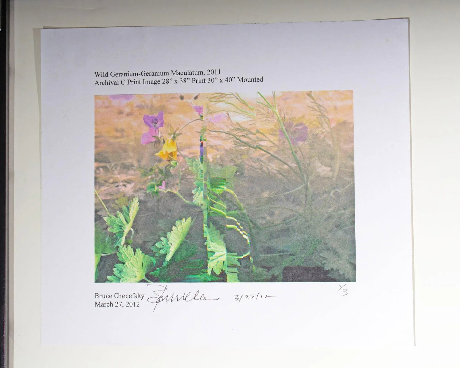 2011 "Wild Geranium - Geranium Maculatum" Archival C-Print Photograph by Bruce Checefsky - 8