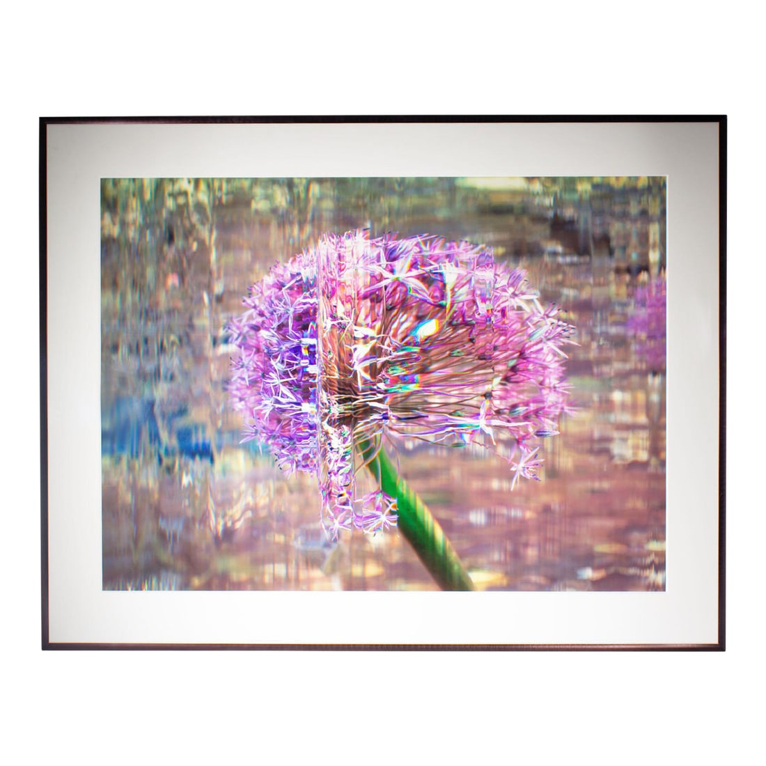 Bruce Checefsky 2011 "Allium Afatunese" Archival C-Print Photograph: A 2011 archivap c-print by the American photographer Bruce Checefsky (born 1957). Titled "Allium Afatunese," this photograph depicts an allium blossom abstracted by a multitude of glitch-like edits