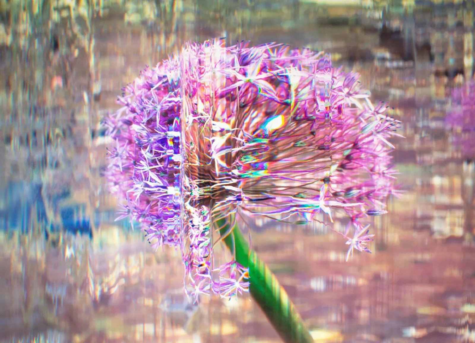 Bruce Checefsky 2011 "Allium Afatunese" Archival C-Print Photograph - 2