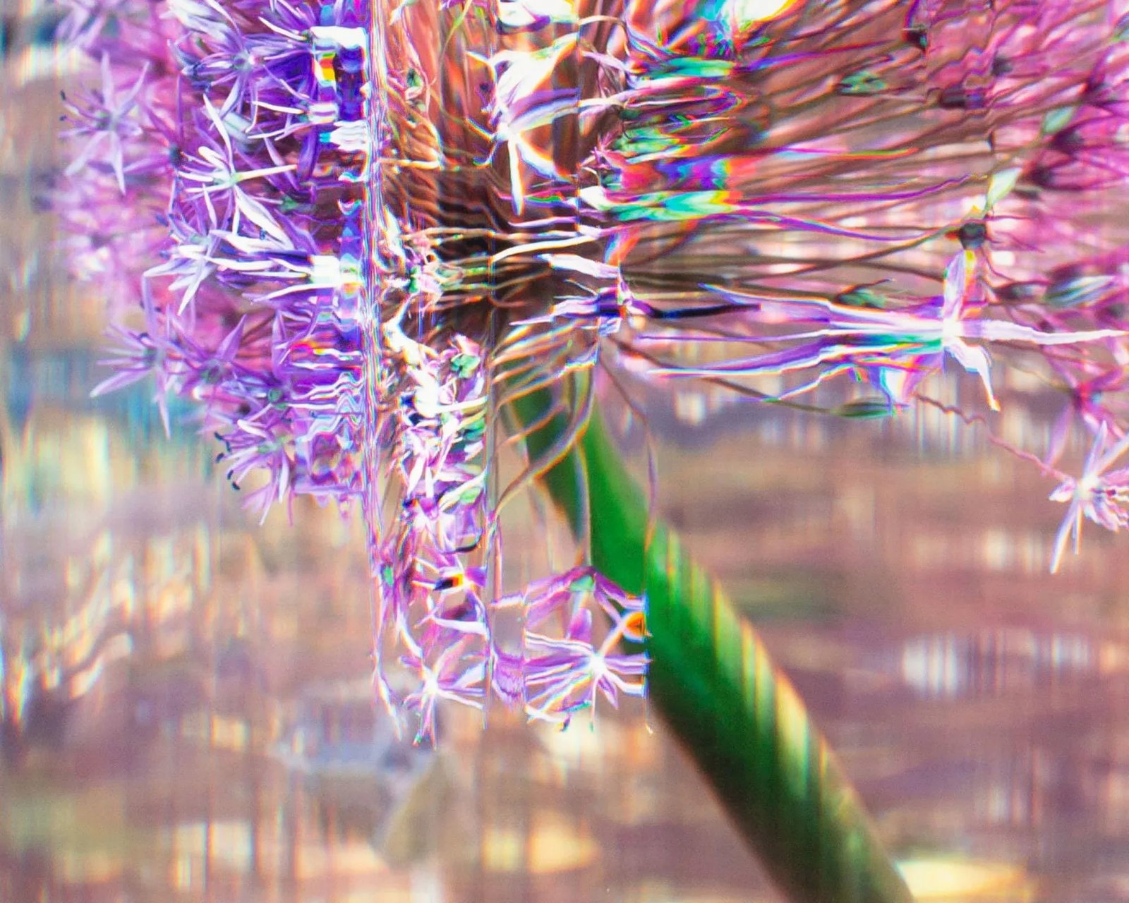 Bruce Checefsky 2011 "Allium Afatunese" Archival C-Print Photograph - 3