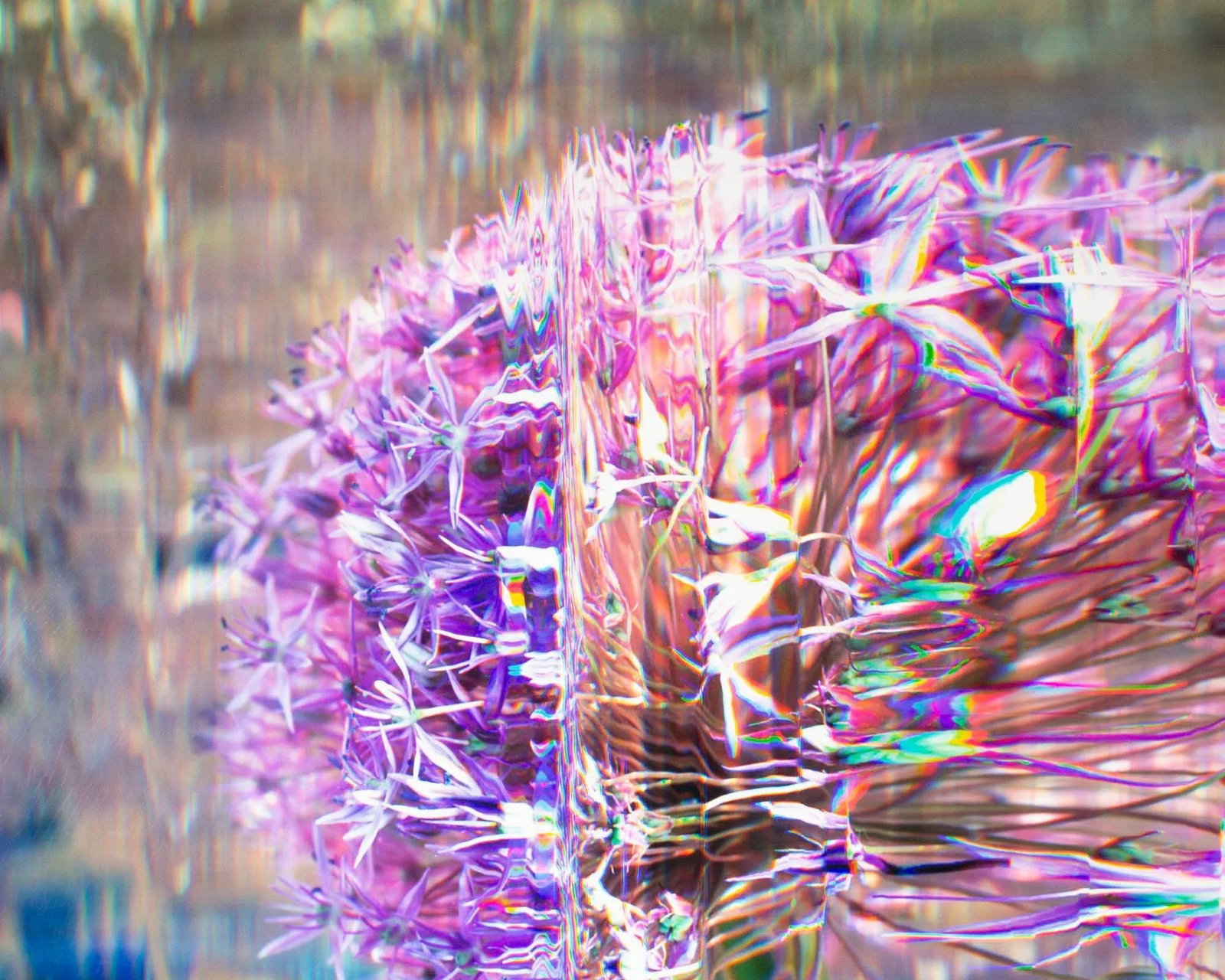 Bruce Checefsky 2011 "Allium Afatunese" Archival C-Print Photograph - 4