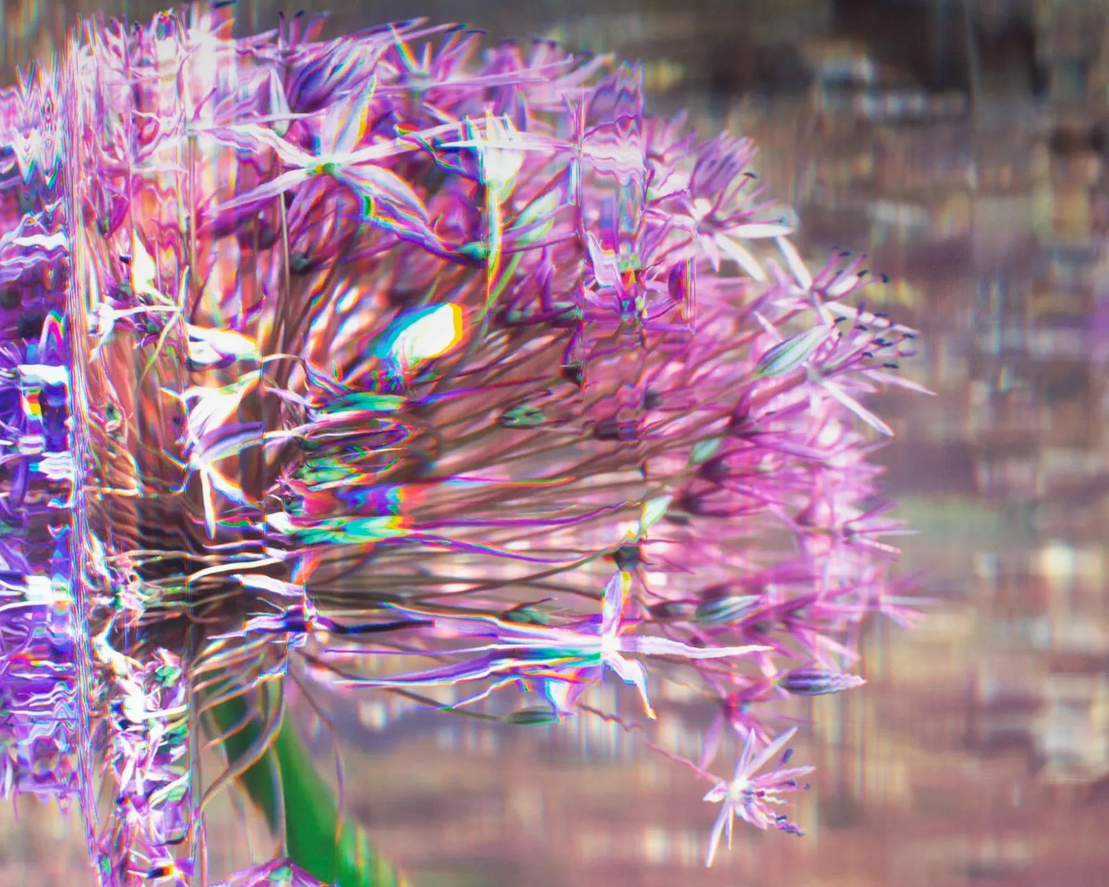 Bruce Checefsky 2011 "Allium Afatunese" Archival C-Print Photograph - 5