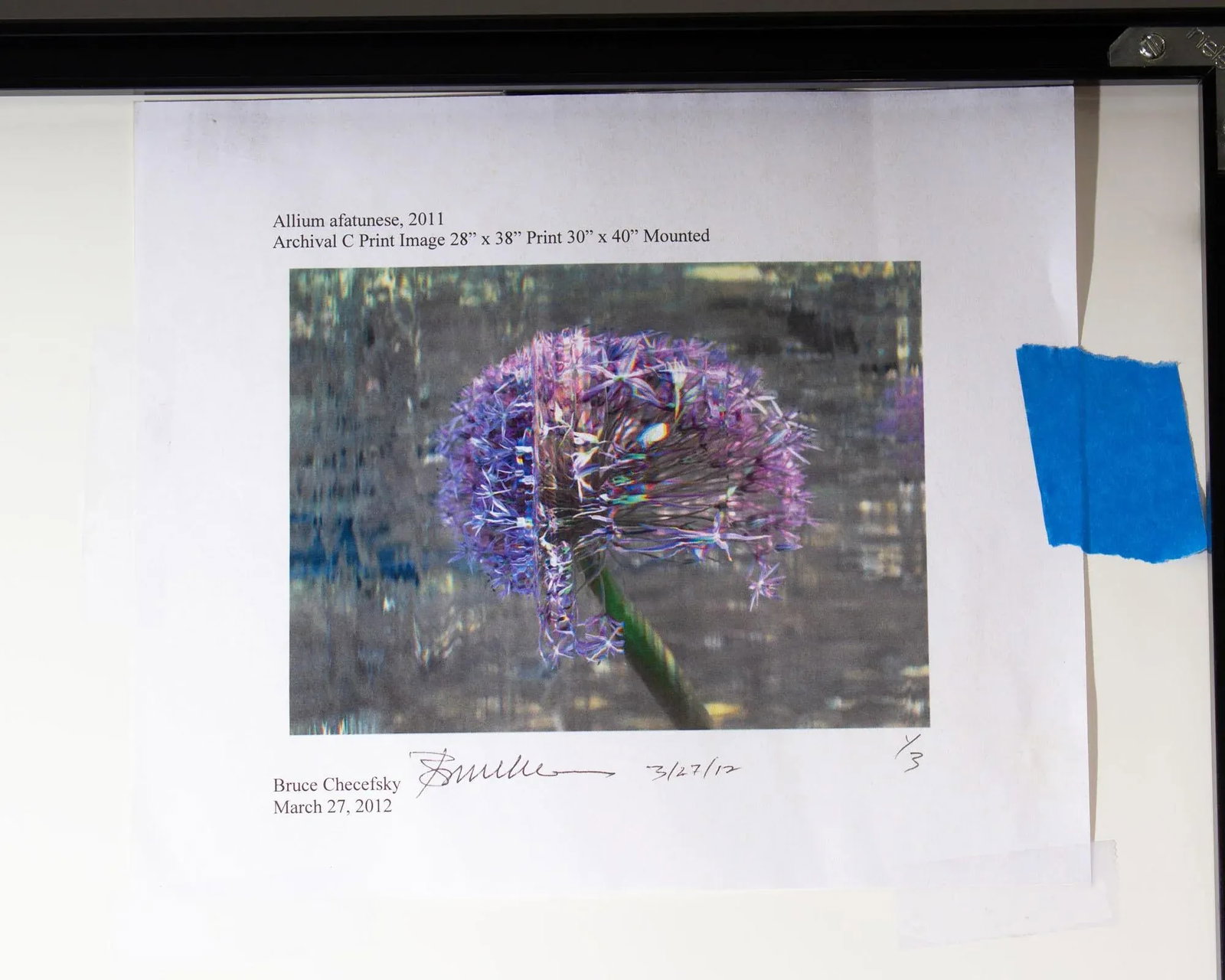Bruce Checefsky 2011 "Allium Afatunese" Archival C-Print Photograph - 8