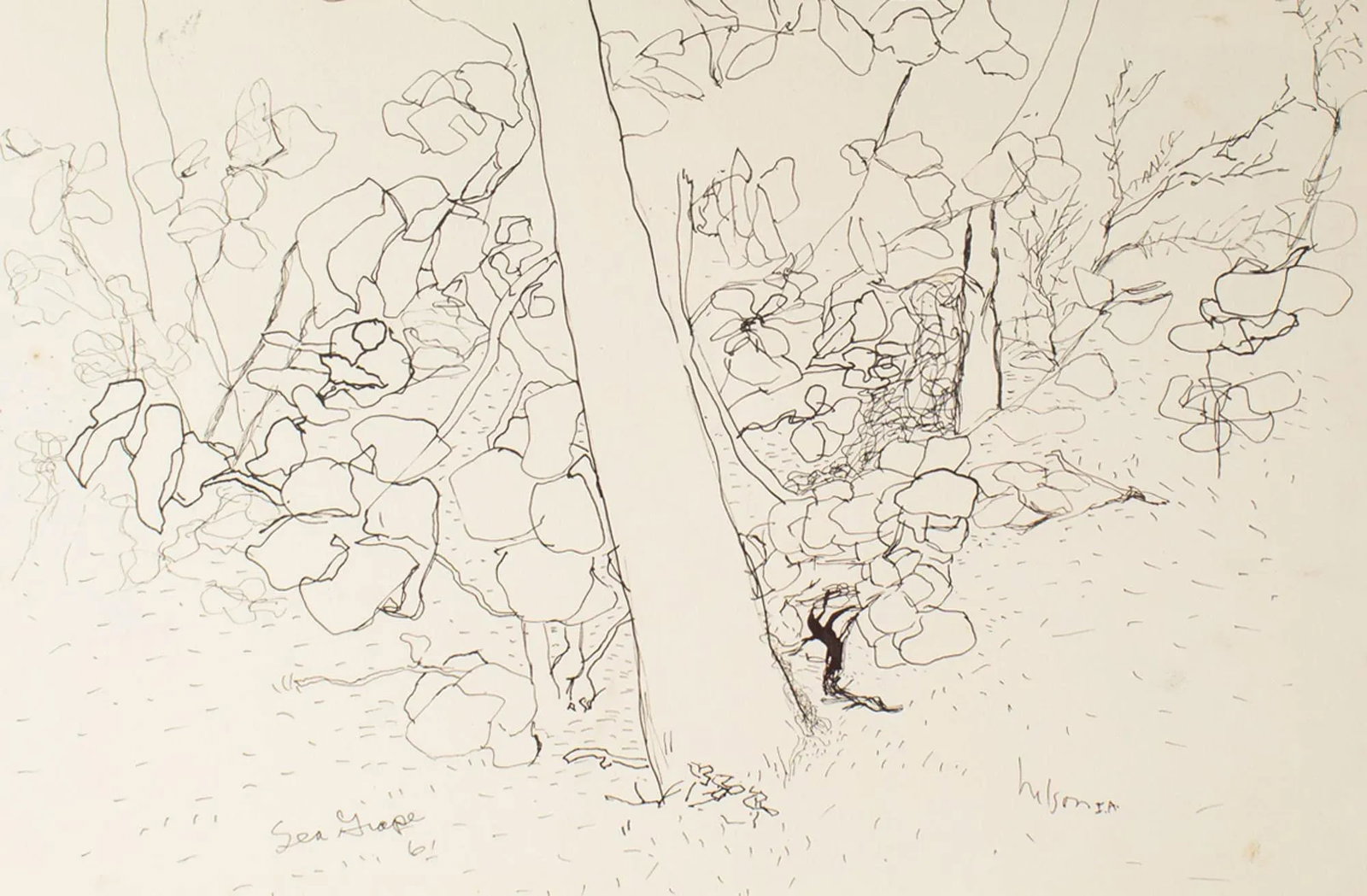 1961 "Sea Grape" Ink Drawing by Harry Hilson - 3
