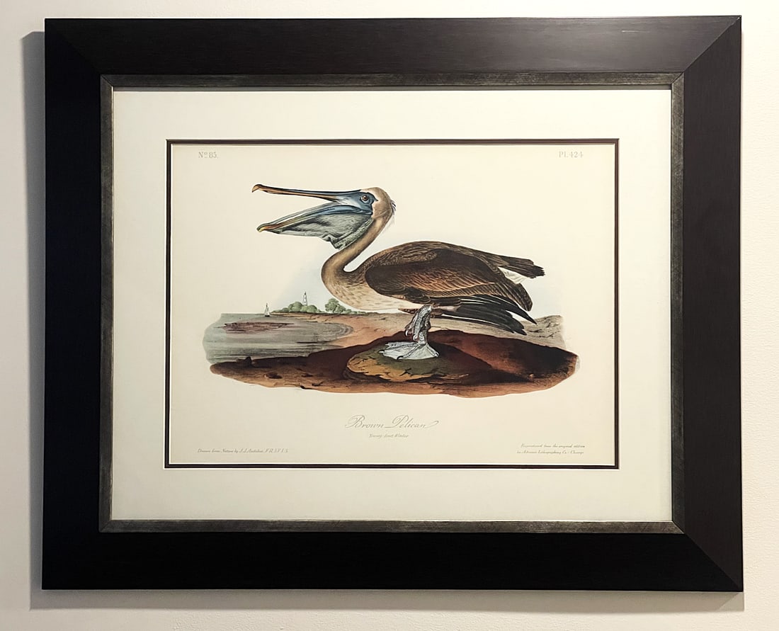 Late 20th Century Framed Audubon Bird Prints - A Pair - 10
