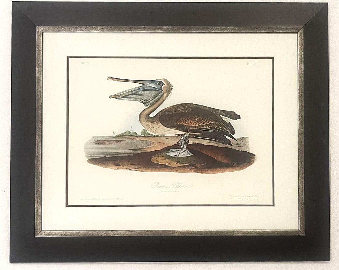 Late 20th Century Framed Audubon Bird Prints - A Pair - 11