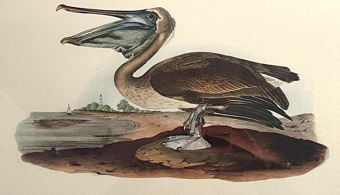 Late 20th Century Framed Audubon Bird Prints - A Pair - 12